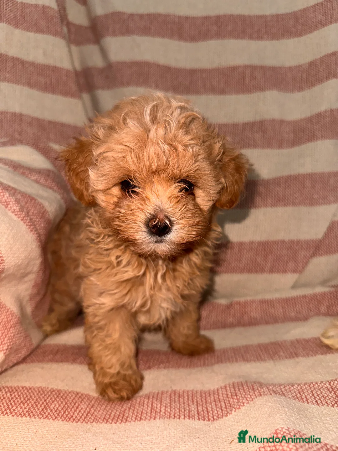 Maltipoo perros en venta: MALTIPOO TOY CALIDAD - Anuncio 1