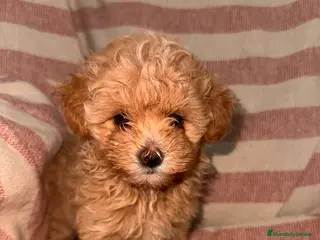 Maltipoo perros MALTIPOO TOY CALIDAD - Anuncio 3