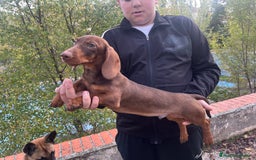 Teckel perros en venta: Teckel  - Anuncio 1