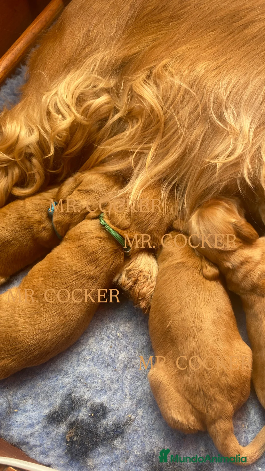 Cocker Spaniel Inglés perros en venta: CACHORRO COCKER SPANIEL INGLÉS - Anuncio 5
