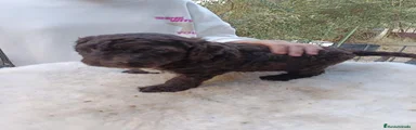 Perro de Agua Español 1