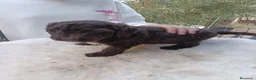 Perro de Agua Español perros en venta: Perro de agua  - Anuncio 3