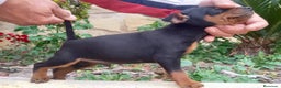 Pinscher Miniatura perros en venta: Caraby Harlequin Pinscher miniatura  en Alicante - Anuncio 10