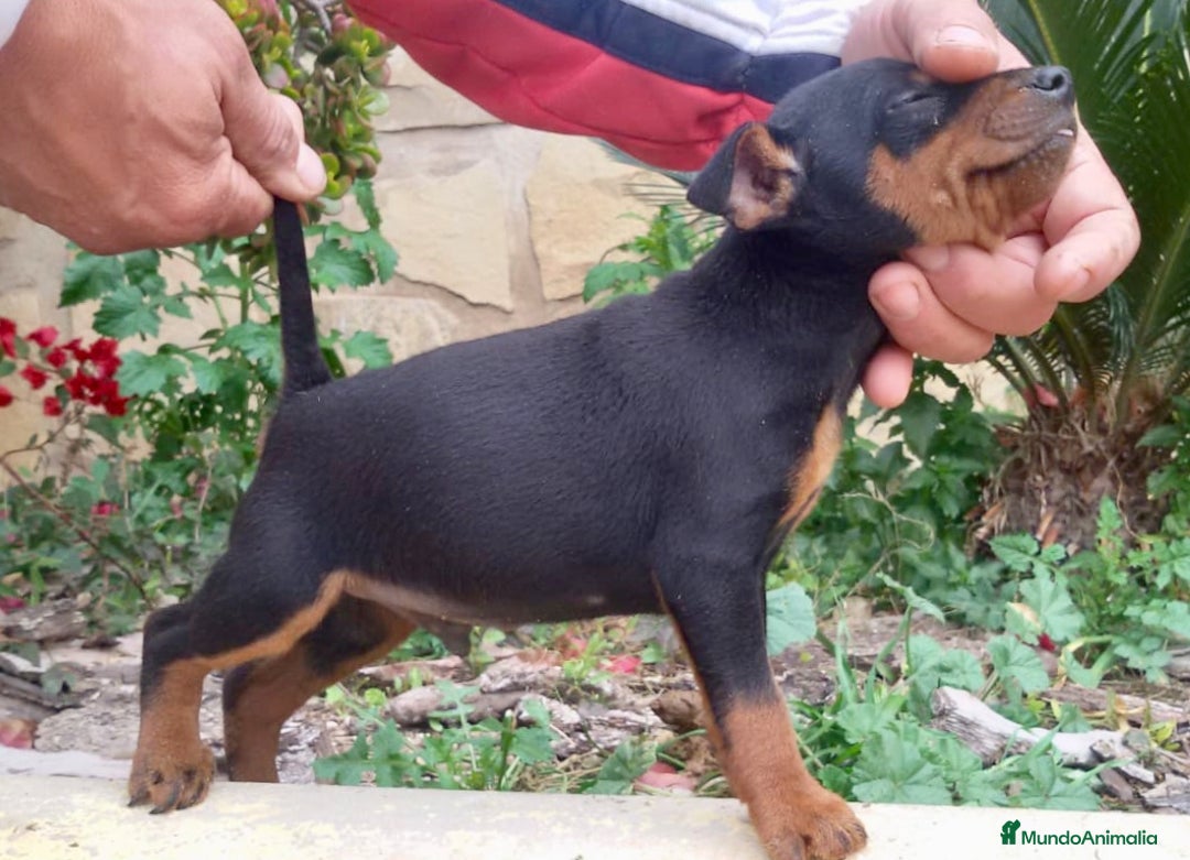 Pinscher Miniatura perros en venta: Caraby Harlequin Pinscher miniatura  en Alicante - Anuncio 10