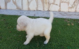 Golden Retriever perros en venta: Golden Retriever Machito - Imagen 3