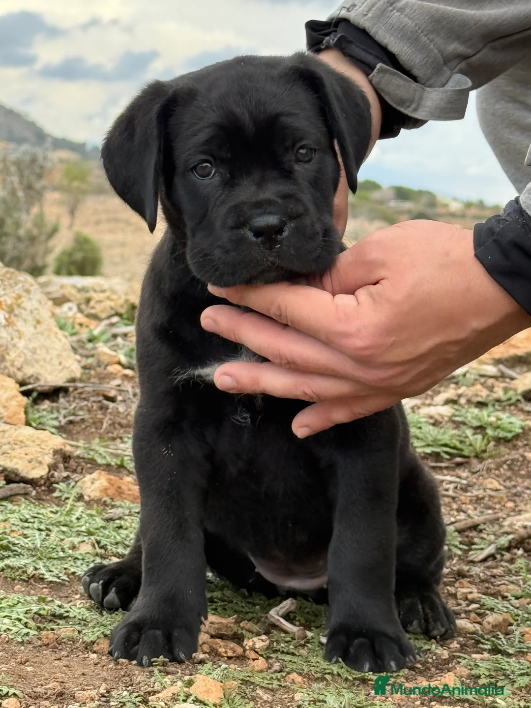 Cane Corso perros en venta: Cachorros de Cane Corso  - Anuncio 2
