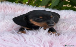 Teckel Miniatura perros en venta: Tecjel negro fuego mini  - Imagen 2