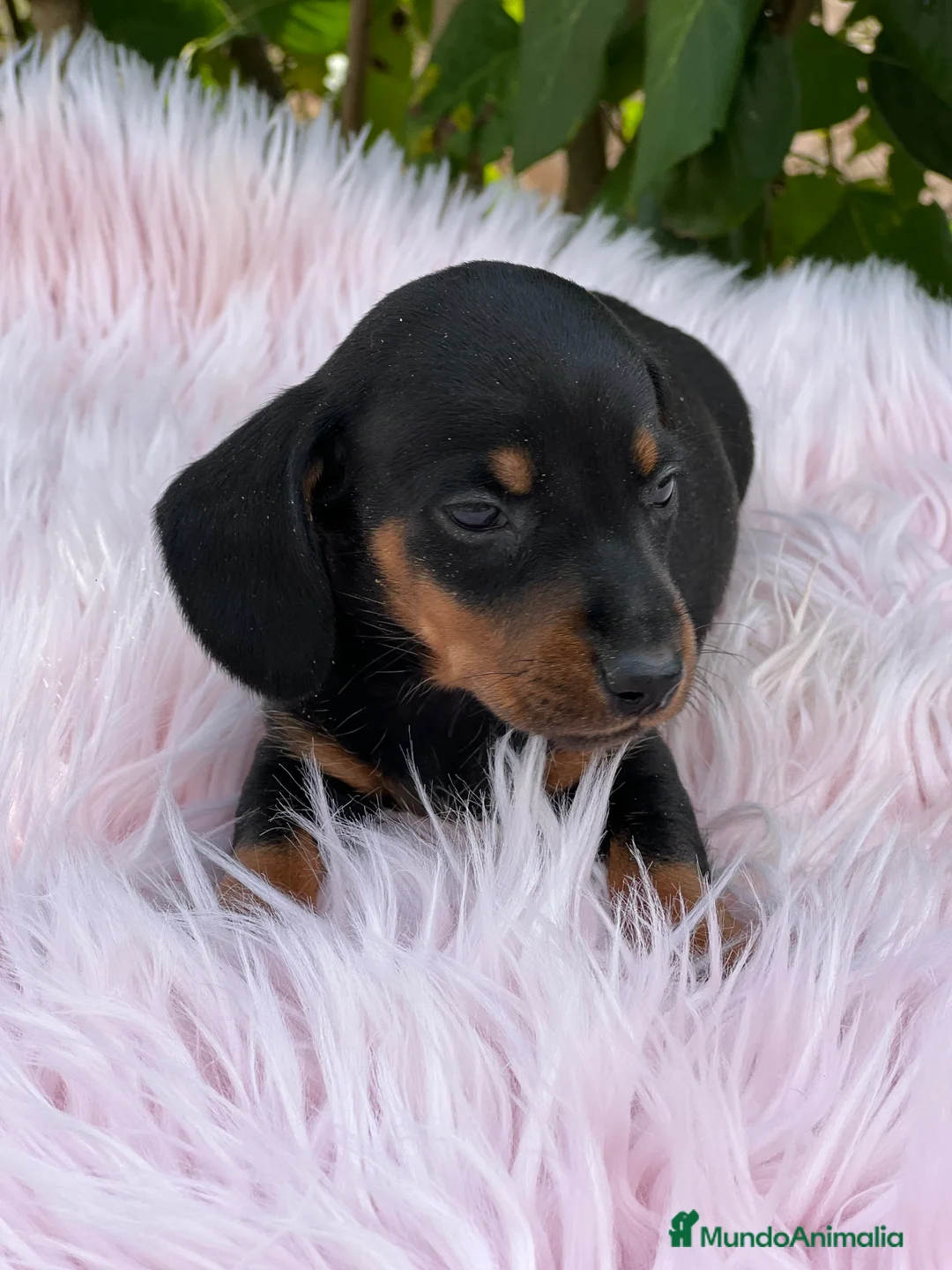 Teckel Miniatura perros en venta: Tecjel negro fuego mini  - Anuncio 2