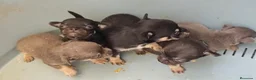 Chihuahua perros en venta: Chihuahuas - Anuncio 2