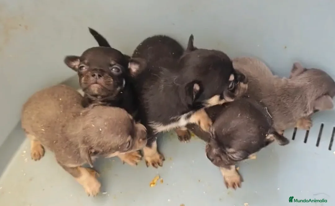 Chihuahua perros en venta: Chihuahuas - Anuncio 2