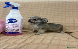 Chihuahua perros en venta: Chihuahua toy pelo largo  - Imagen 5