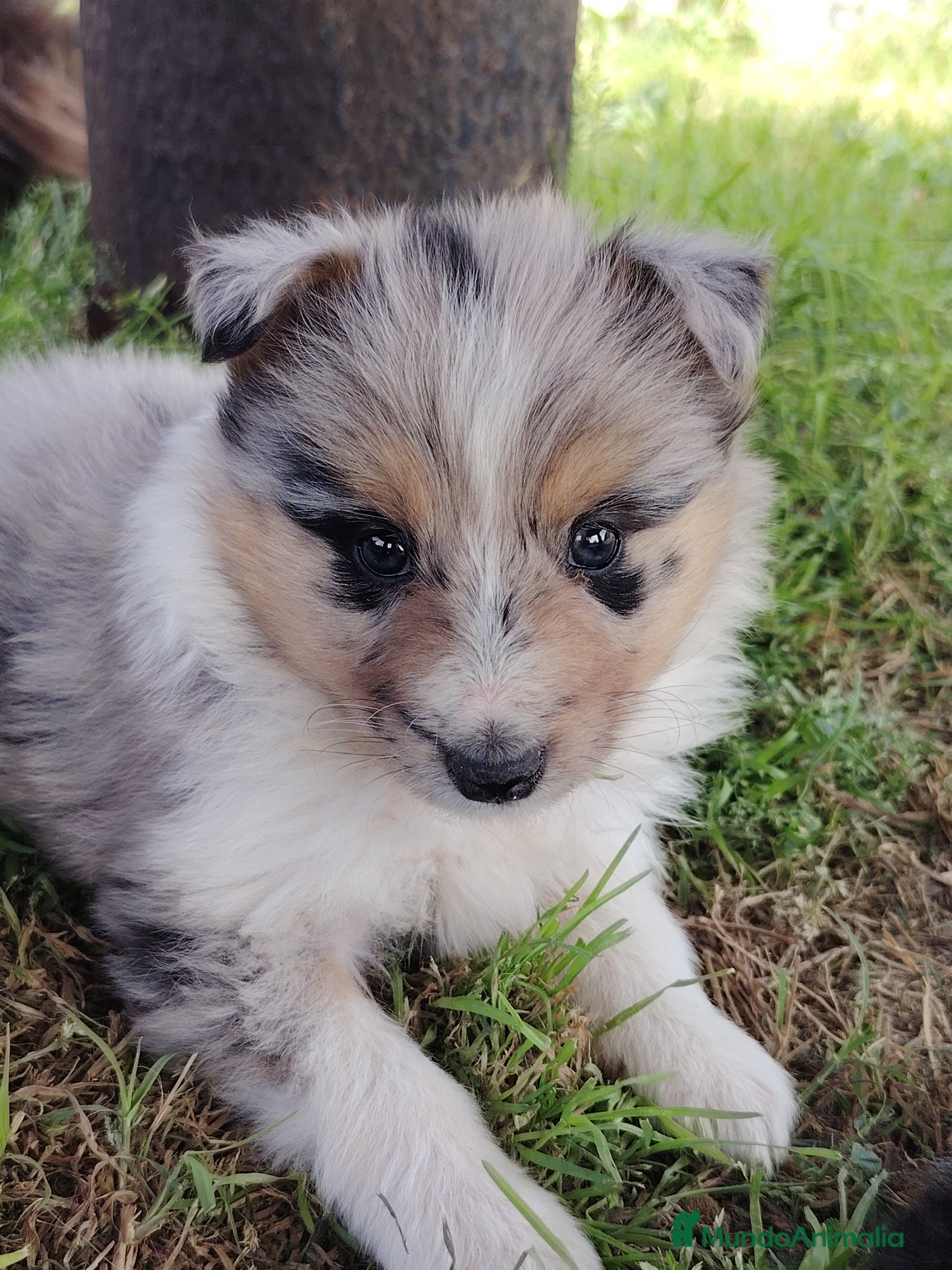 Collie de Pelo Largo perros en venta: Cachorros collie pelo largo/ rough collie - Anuncio 3