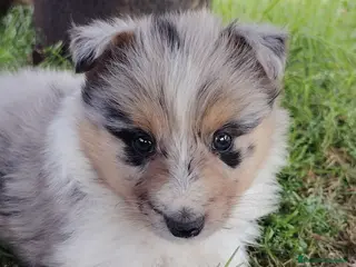 Collie de Pelo Largo perros en venta: Cachorros collie pelo largo/ rough collie - Anuncio 3