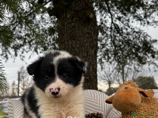 Border Collie perros - Anuncio 25