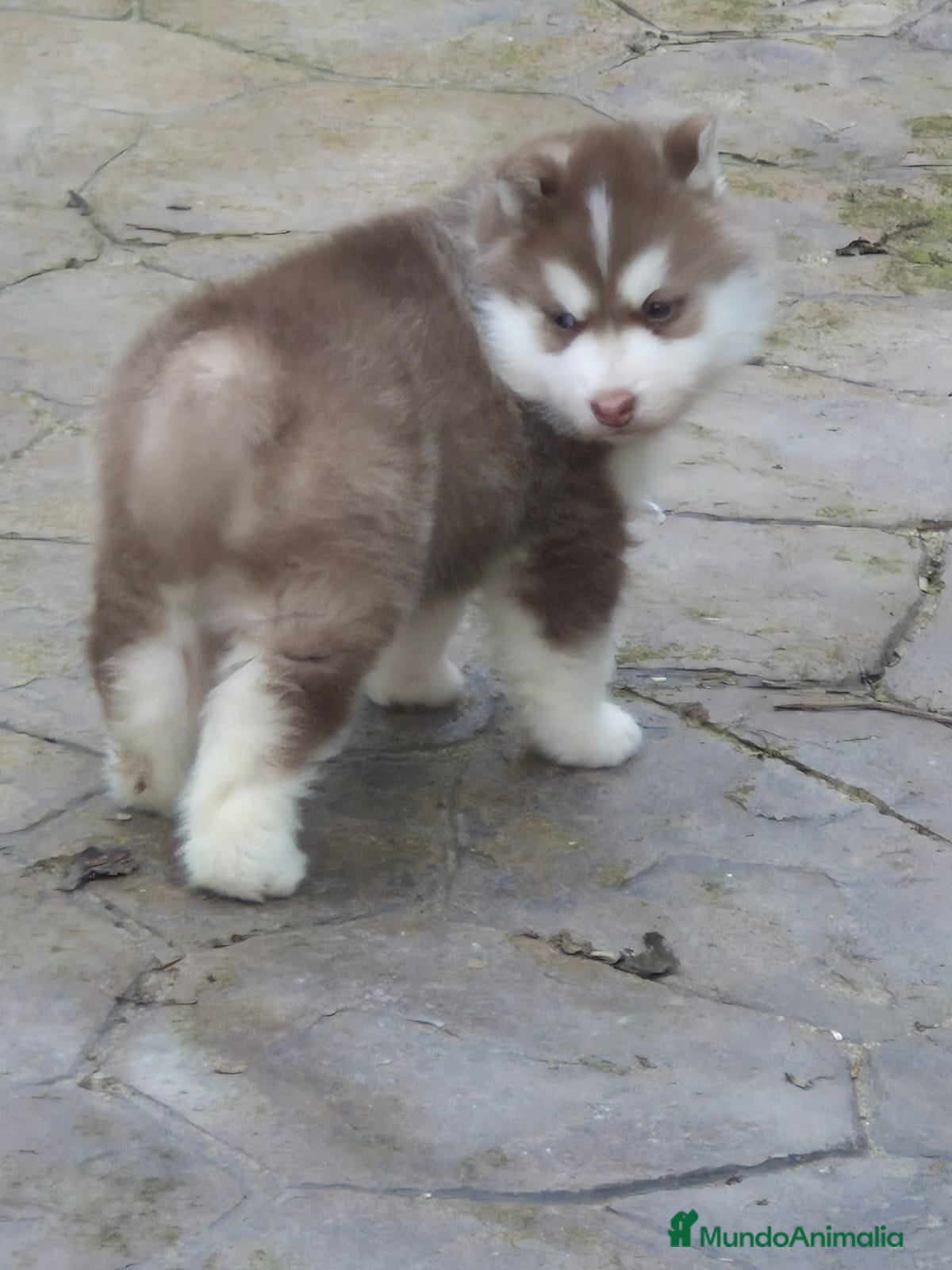 Husky Siberiano perros Impresionante Husky siberiano - Anuncio 2