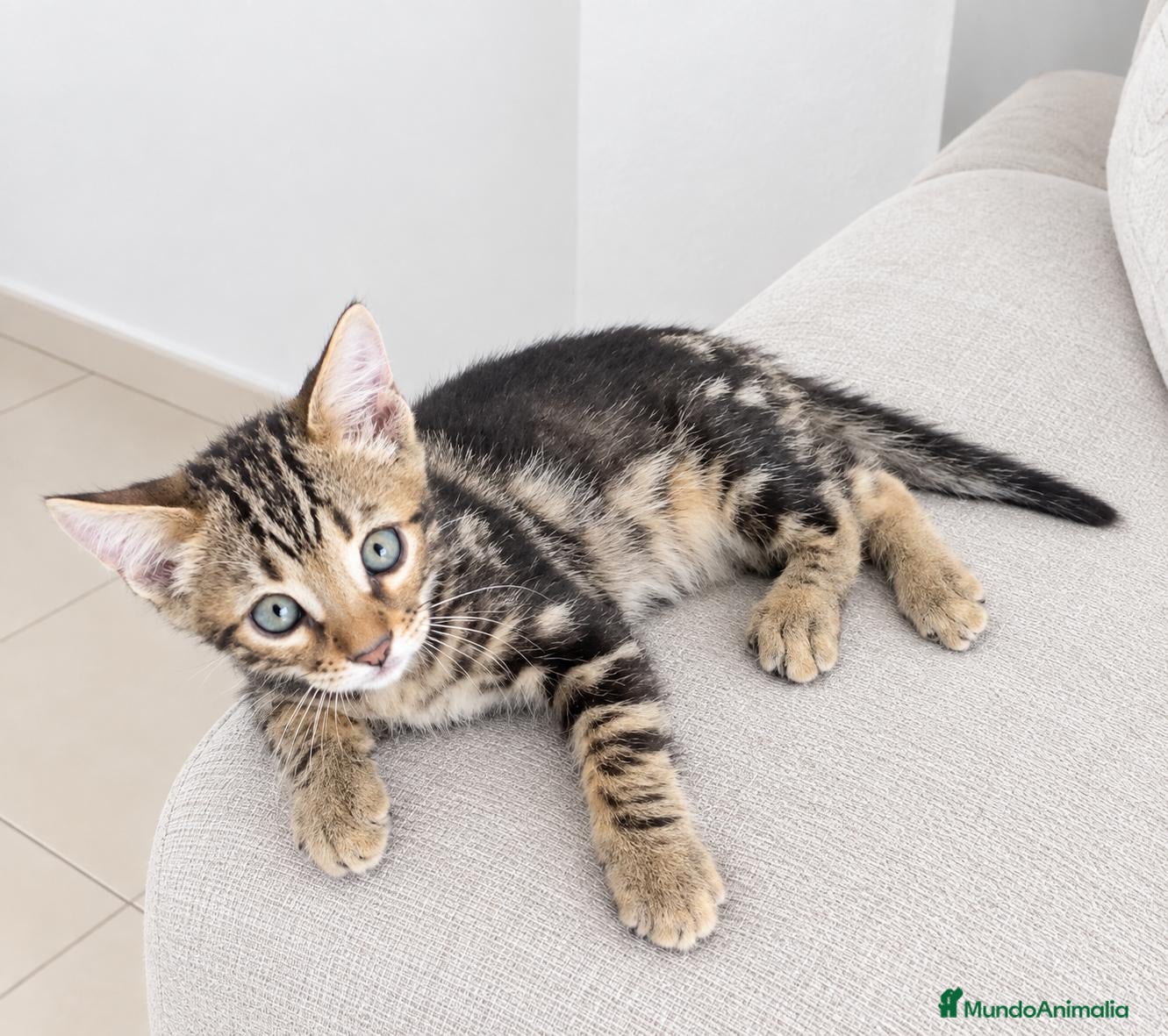 Bengalí gatos BENGALÍ  - Anuncio 2