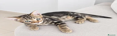 Bengalí 2