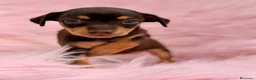 Pinscher Miniatura perros en venta: PINSCHER MINIATURA CHOCOLATE - Anuncio 3