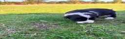 Border Collie perros en venta: Border collie - Anuncio 33