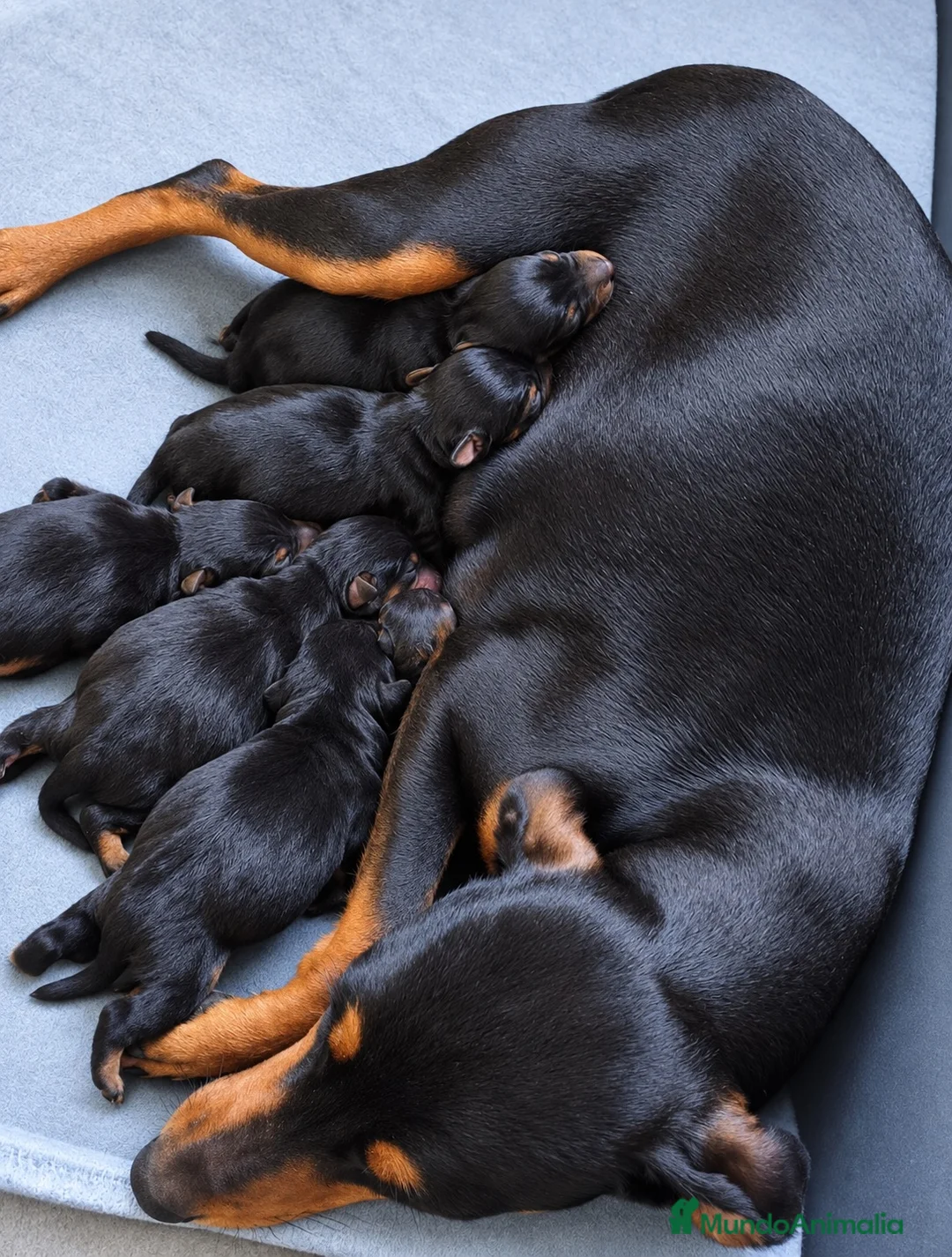 Pinscher Miniatura perros en venta: MINIPINSCHER OPORTUNIDAD - Anuncio 2
