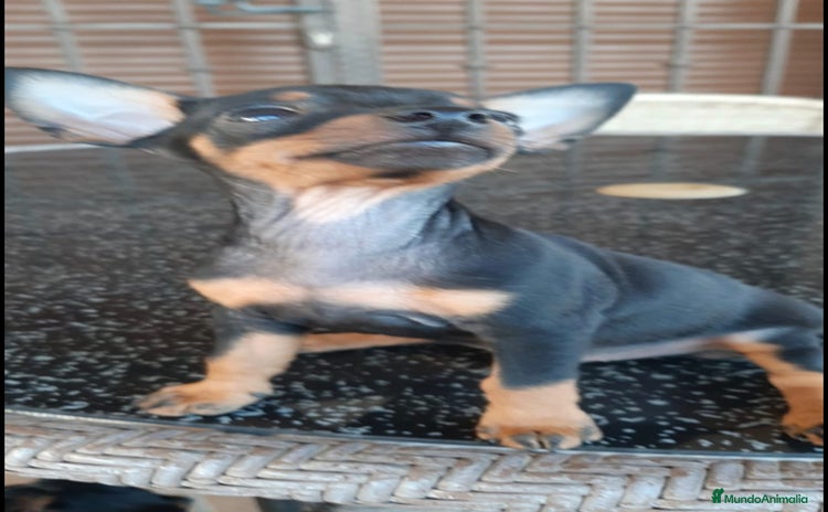 Pinscher Miniatura perros - Anuncio 1