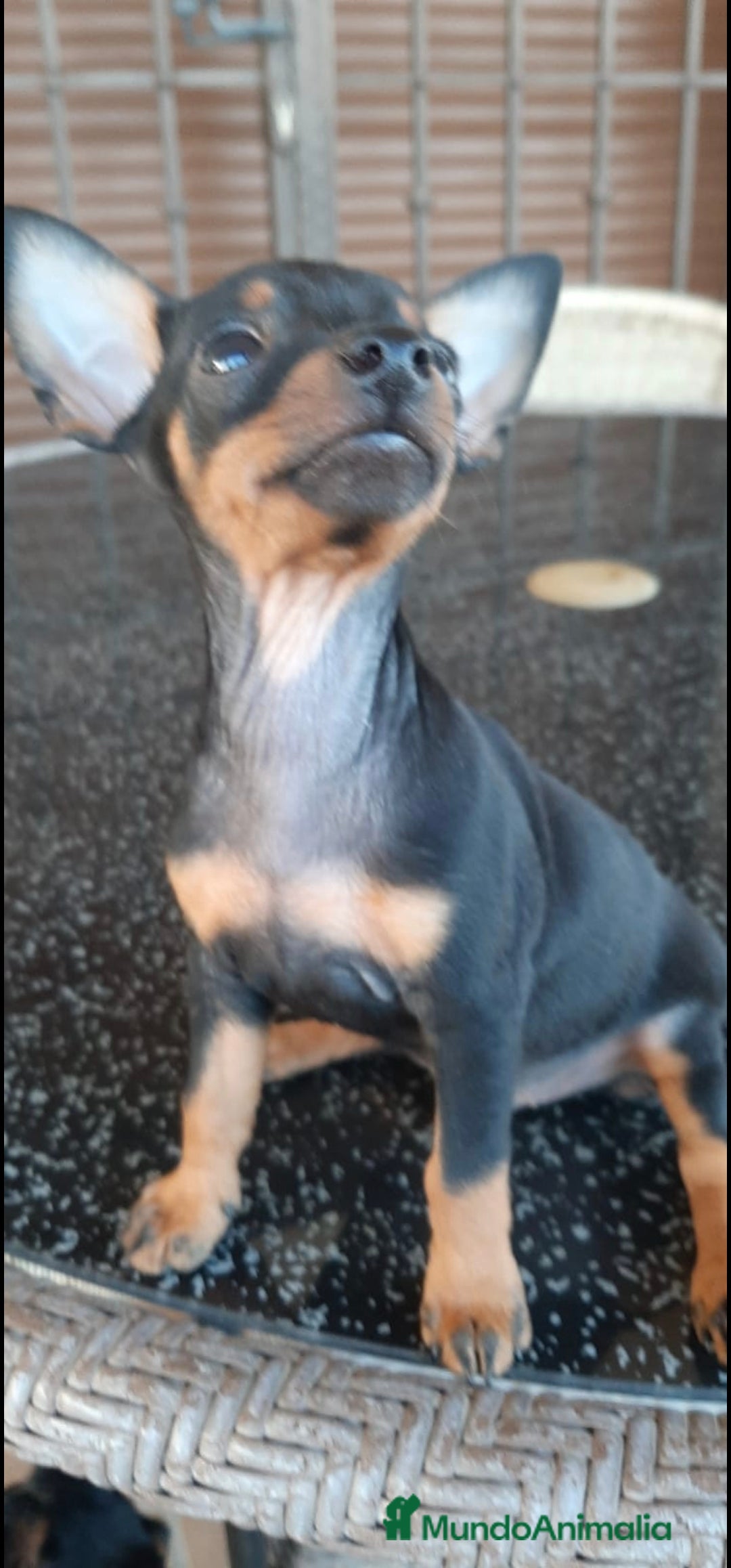 Pinscher Miniatura perros en venta: MICRO/ TOY HEMBRA MINI PINSCHER - Imagen 1