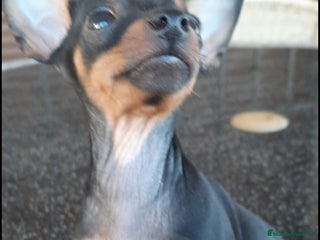 Pinscher Miniatura perros - Anuncio 13