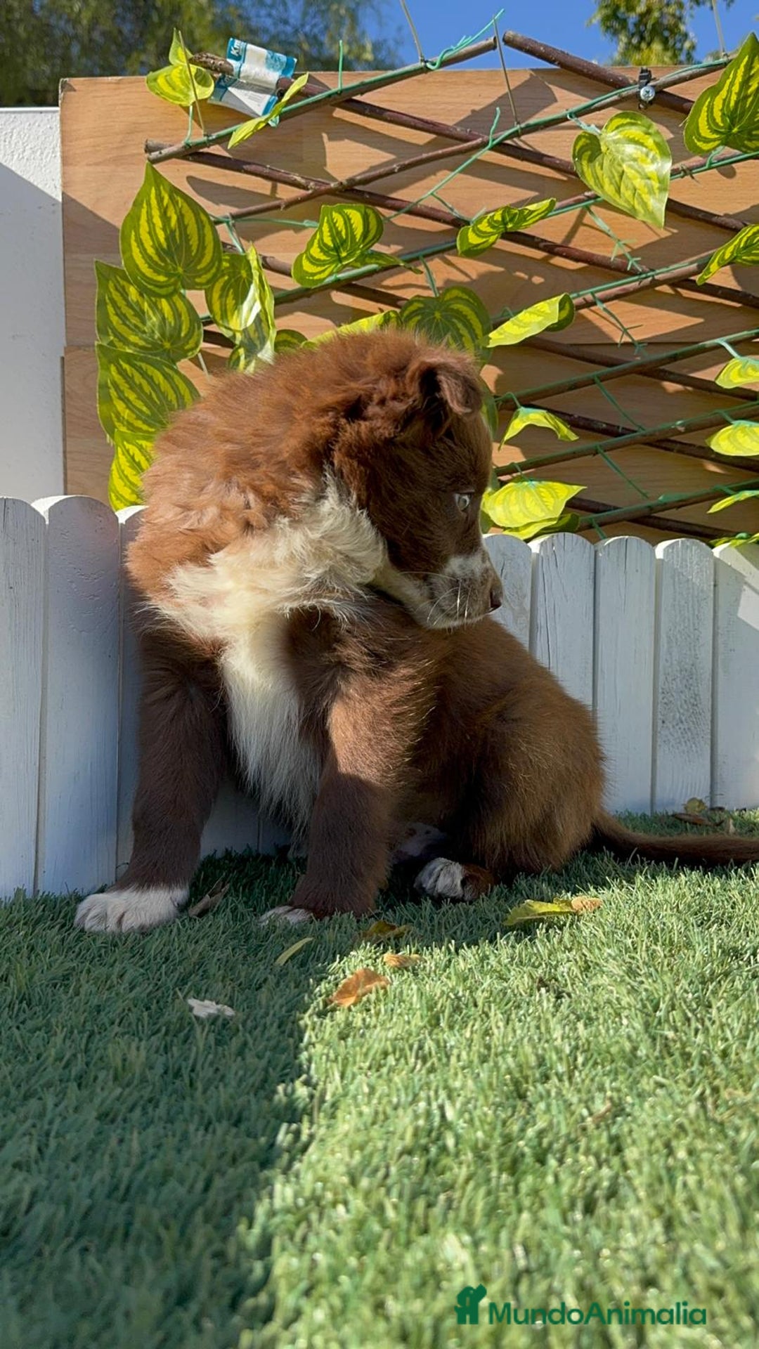 Border Collie perros en venta: BORDER COLLIE MACHO - Anuncio 13