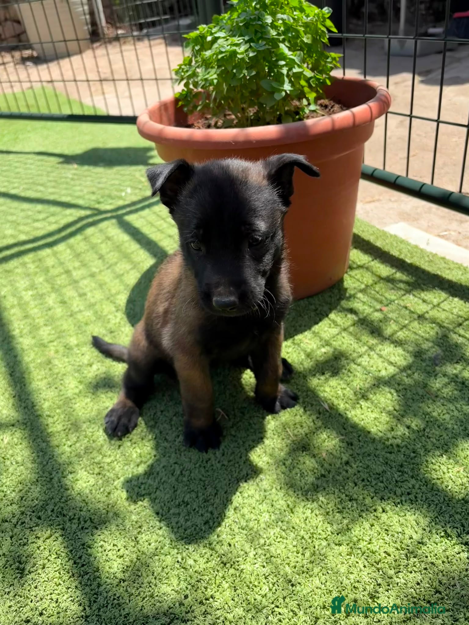 Pastor Belga Malinois perros PASTOR BELGA MALINOIS - Anuncio 2