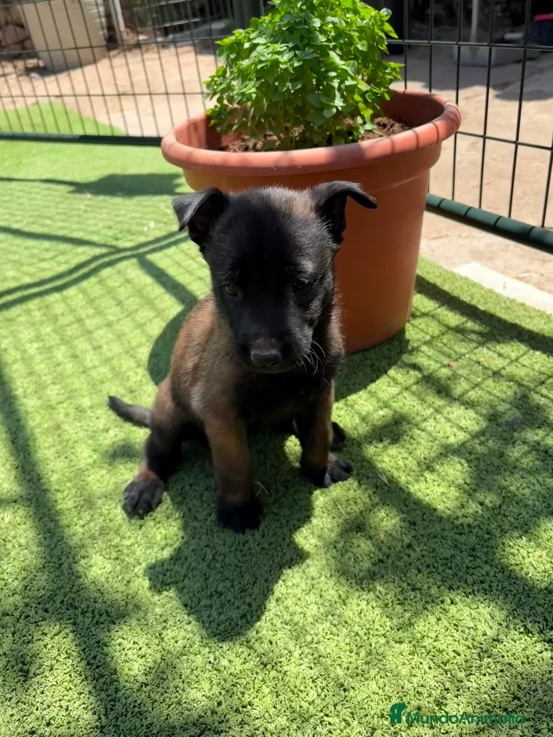 Pastor Belga Malinois perros en venta: PASTOR BELGA MALINOIS - Anuncio 2