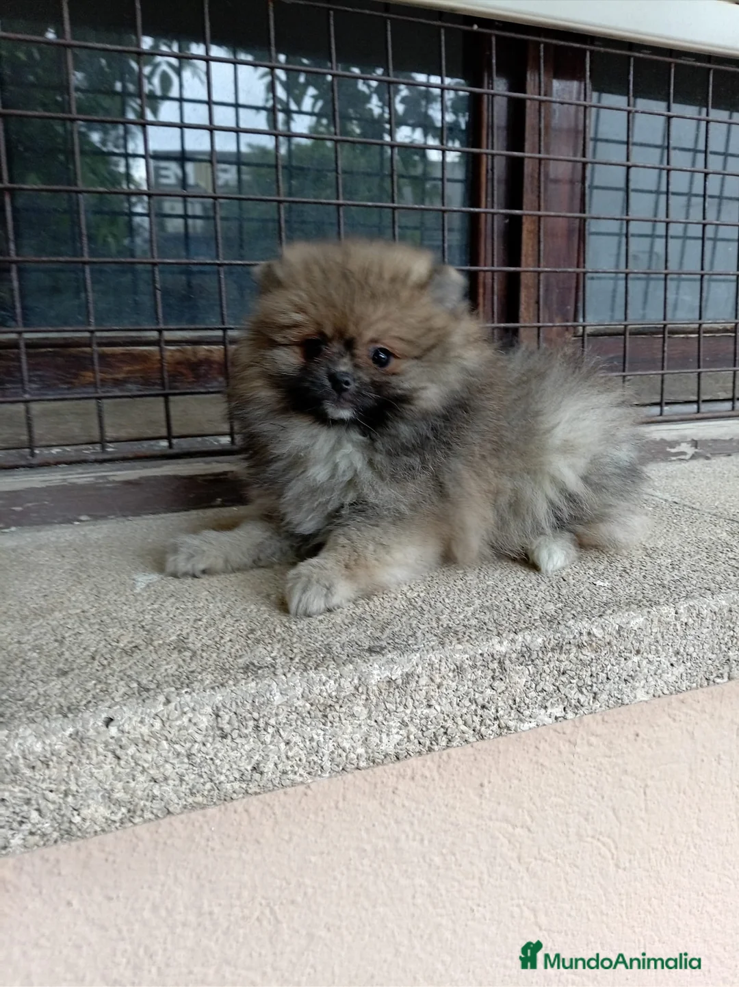 Pomerania perros en venta: Pomerania mini - Anuncio 2