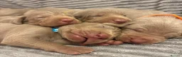 Braco Alemán de Pelo Corto perros en venta: Braco de Weimar  - Anuncio 2