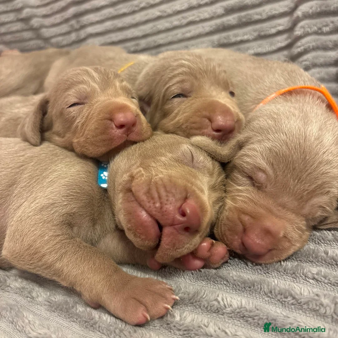 Braco Alemán de Pelo Corto perros en venta: Braco de Weimar  - Anuncio 2