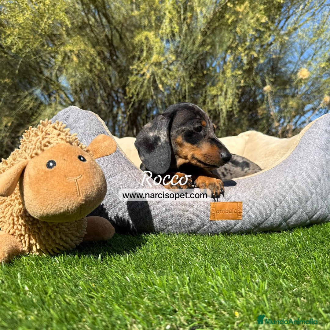 Teckel Miniatura perros en venta: TECKEL ARLEQUIN PLATA MACHO - Imagen 2