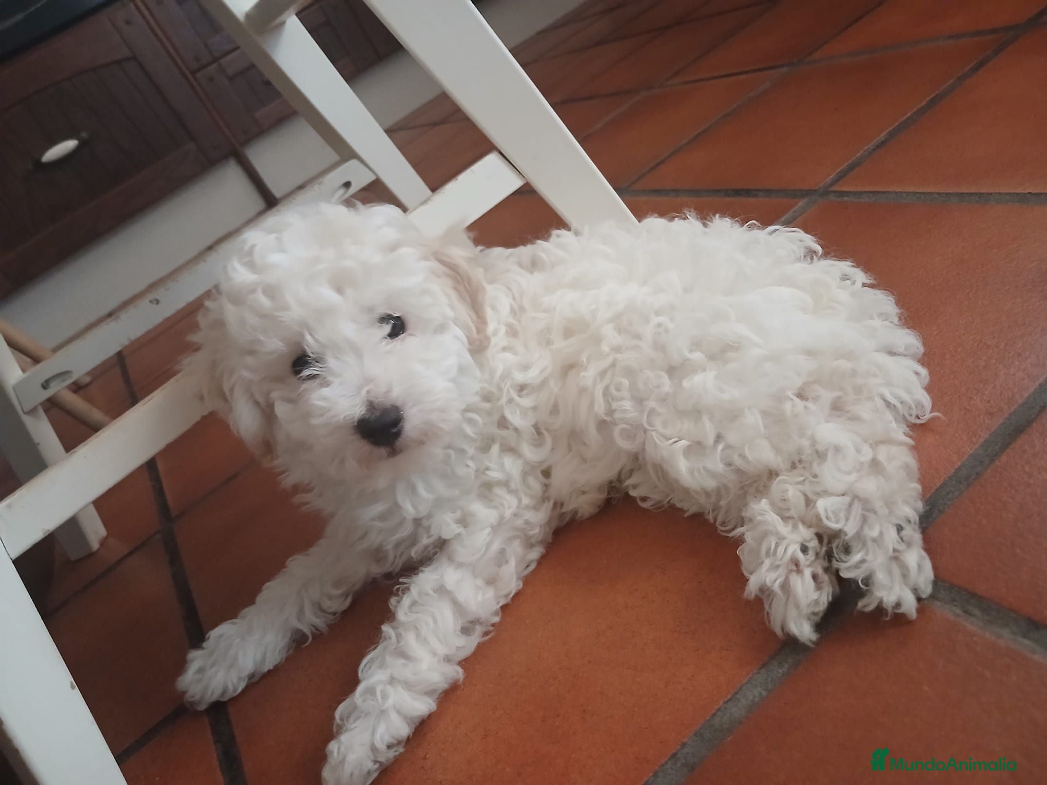 Caniche Enano perros Caniche enano - Anuncio 2