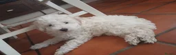 Caniche Enano perros en venta: Caniche enano - Anuncio 1