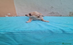 Chihuahua perros en venta: Chihuahua Toy machos  - Imagen 6