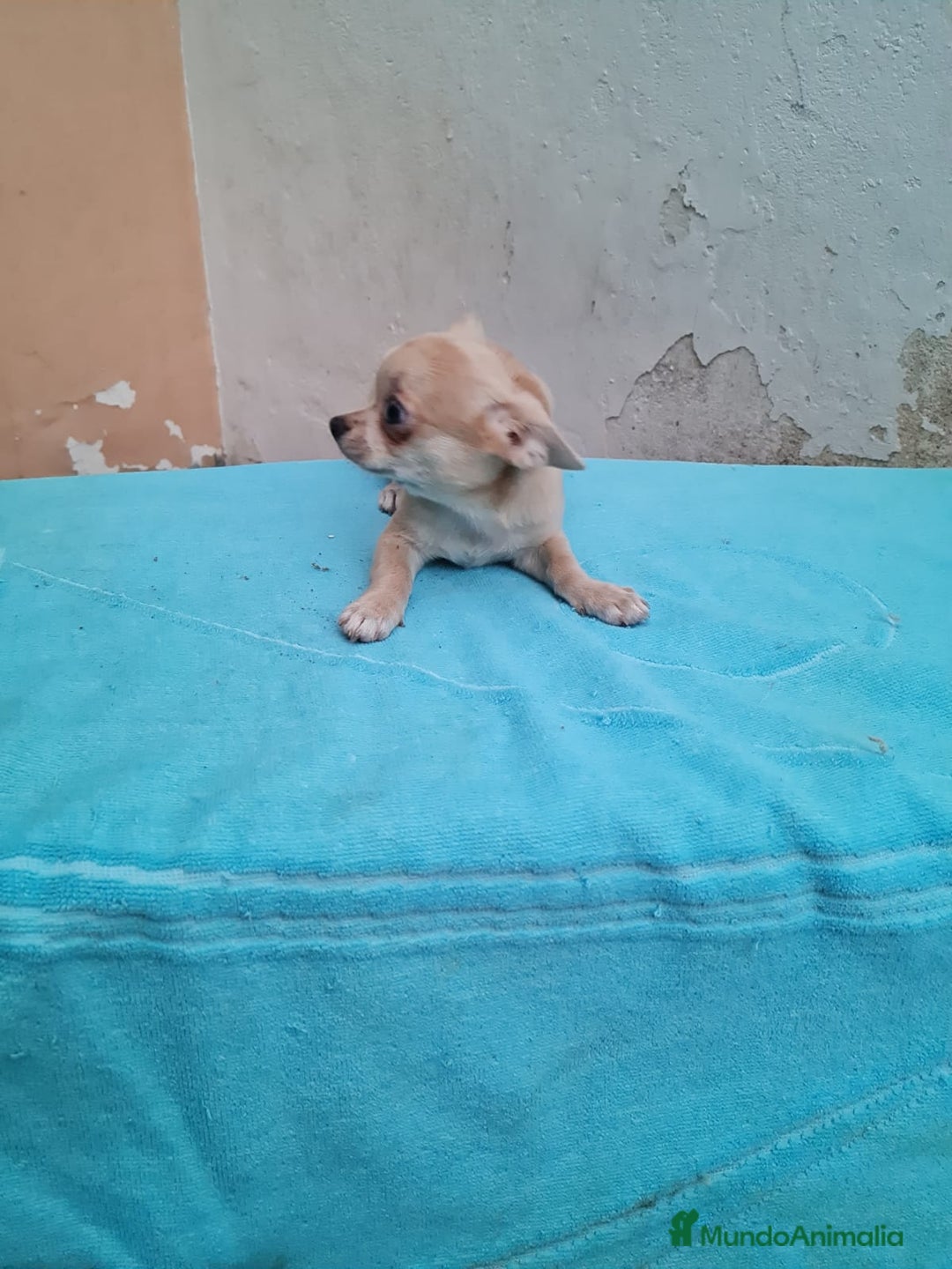 Chihuahua perros en venta: Chihuahua Toy machos  - Imagen 6