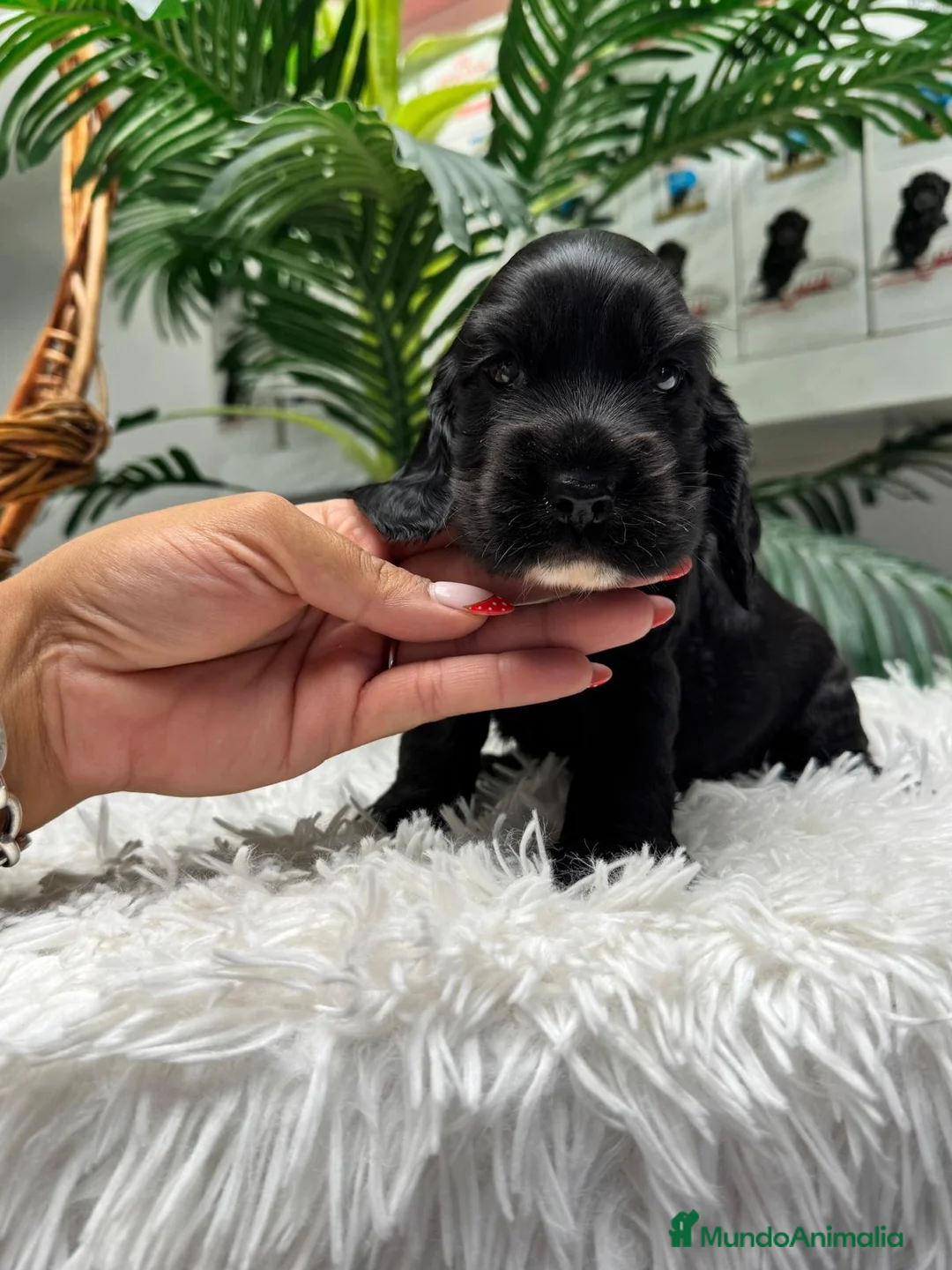 Cocker Spaniel Inglés perros en venta: COCKER DPANIEL INGLÉS  - Anuncio 2