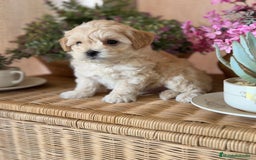 Maltipoo perros en venta: Maltipoo !!!!! - Imagen 4