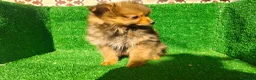 Pomerania perros en venta: Pomerania  - Anuncio 13