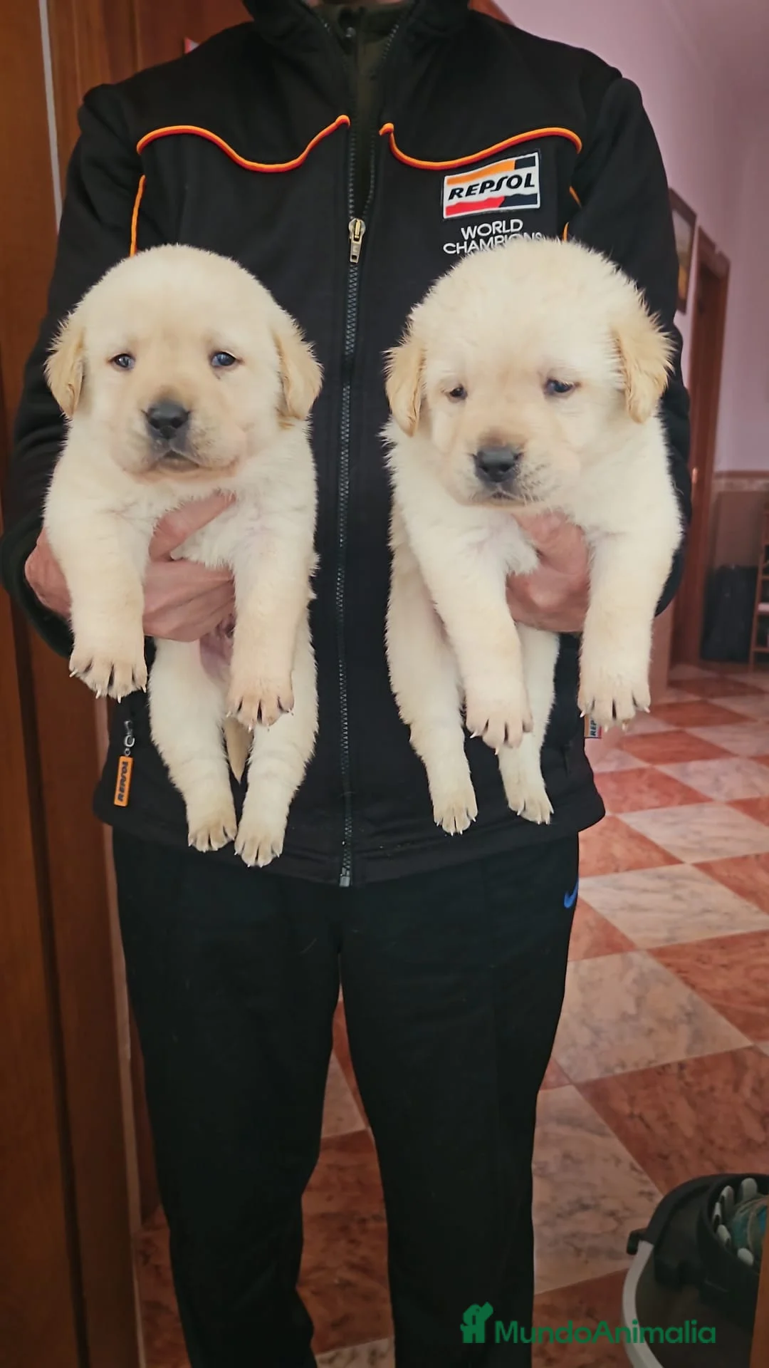 Labrador Retriever perros en venta: Labrador Retriever  - Anuncio 2