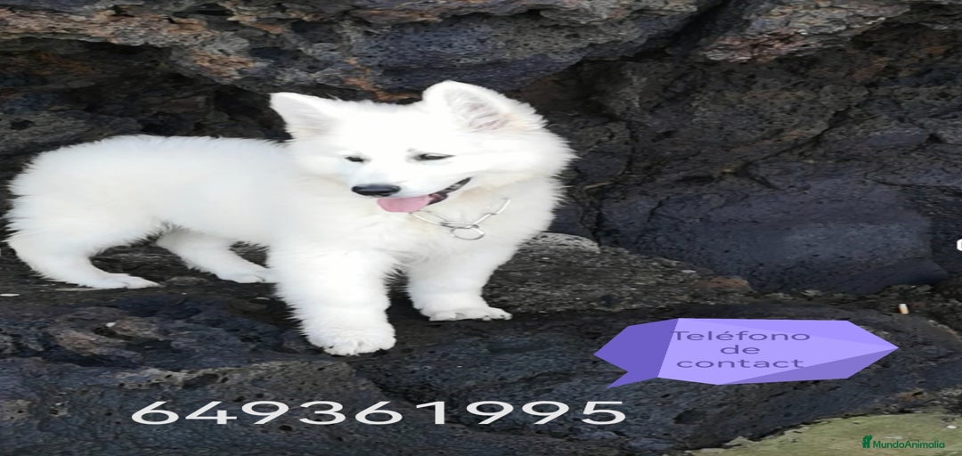 Imagen de galería {{count}}