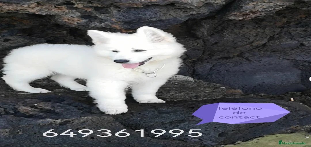 Imagen de galería {{count}}