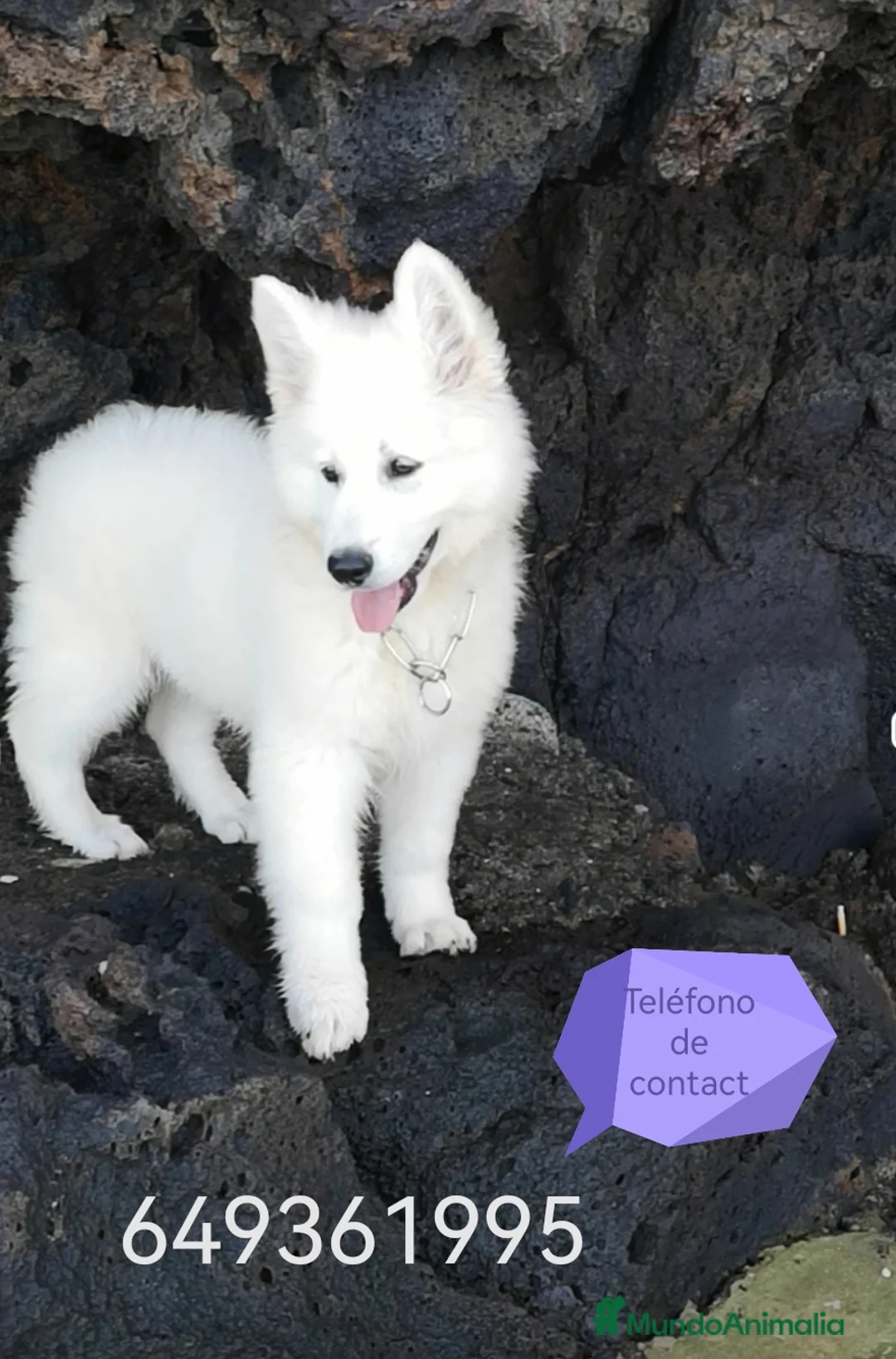 Imagen de galería {{count}}