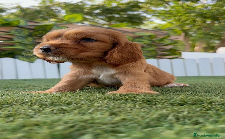 Cocker Spaniel Inglés perros - Anuncio 1