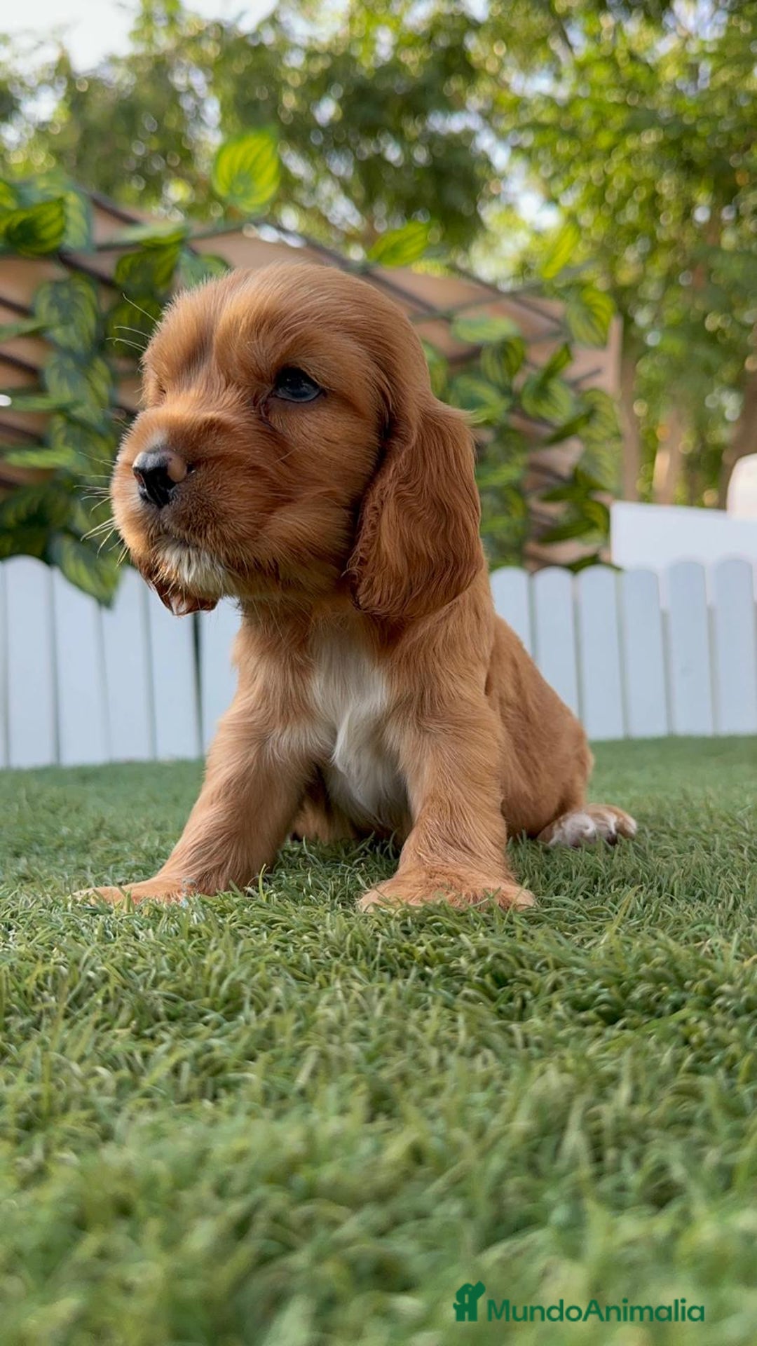 Cocker Spaniel Inglés perros en venta: COCKER SPANIEL INGLES - Imagen 3