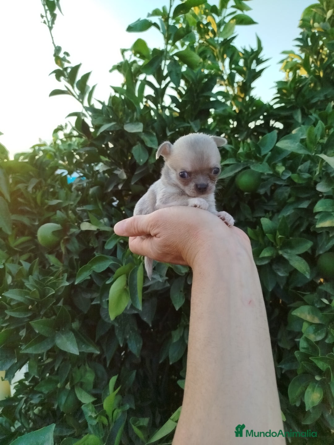 Chihuahua perros en venta: Chihuahua toy  - Imagen 2