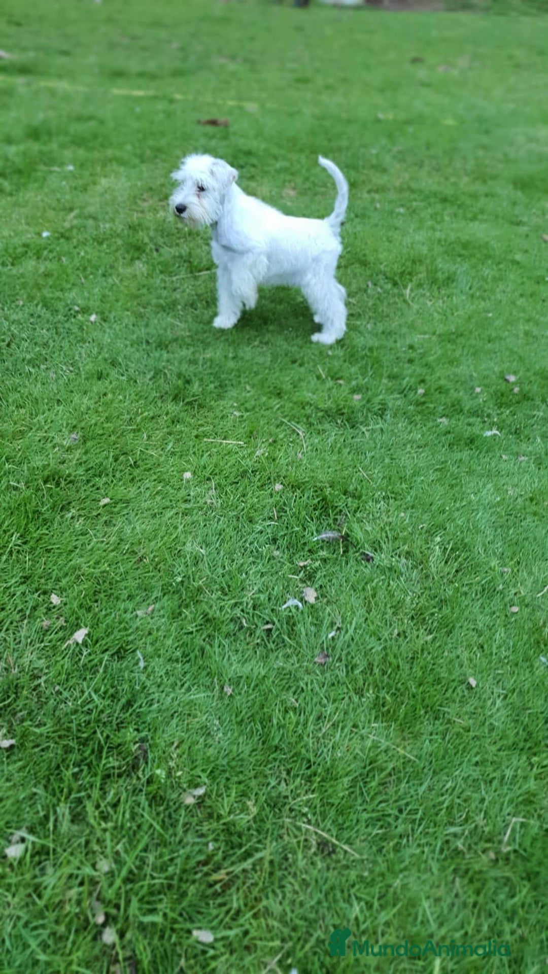 Schnauzer Miniatura perros en venta: Schnauzer Miniatura macho 5 meses - Imagen 5