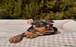 Pinscher Miniatura perros en venta: PINSCHER MINI EXÓTICO  - Imagen 3
